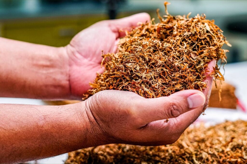 Close-up of hands holding a large handful of fresh, dry, loose pipe tobacco. Tobacco Shop Tulsa carries bulk supplies.