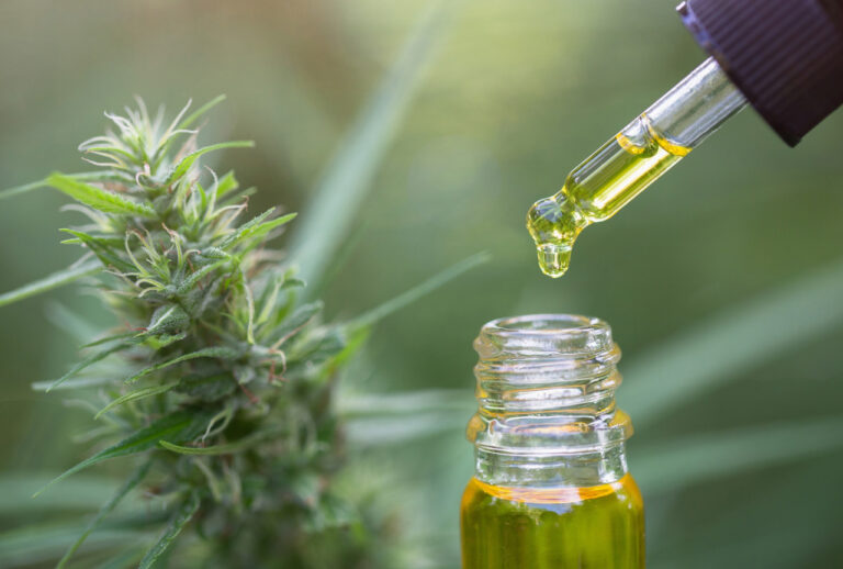 cbd shop tulsa extraction process: rich golden CBD oil drops from a dropper over a mature hemp flower bud.