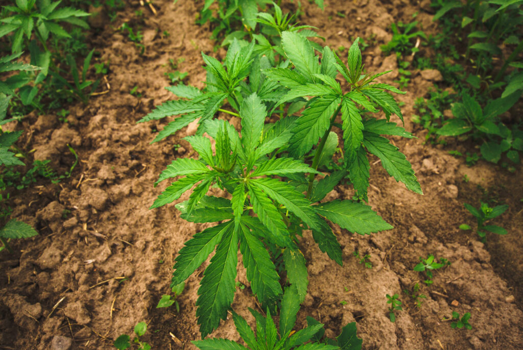 Lush green hemp plants growing in a sunny field, providing organic botanical ingredients for a leading CBD shop Tulsa.