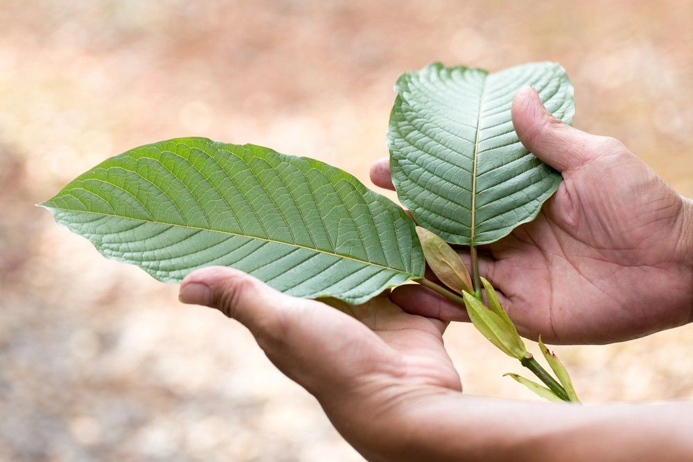 Two hands gently display fresh, veined kratom leaves, showcasing the high-quality sourcing of our kratom shop tulsa.
